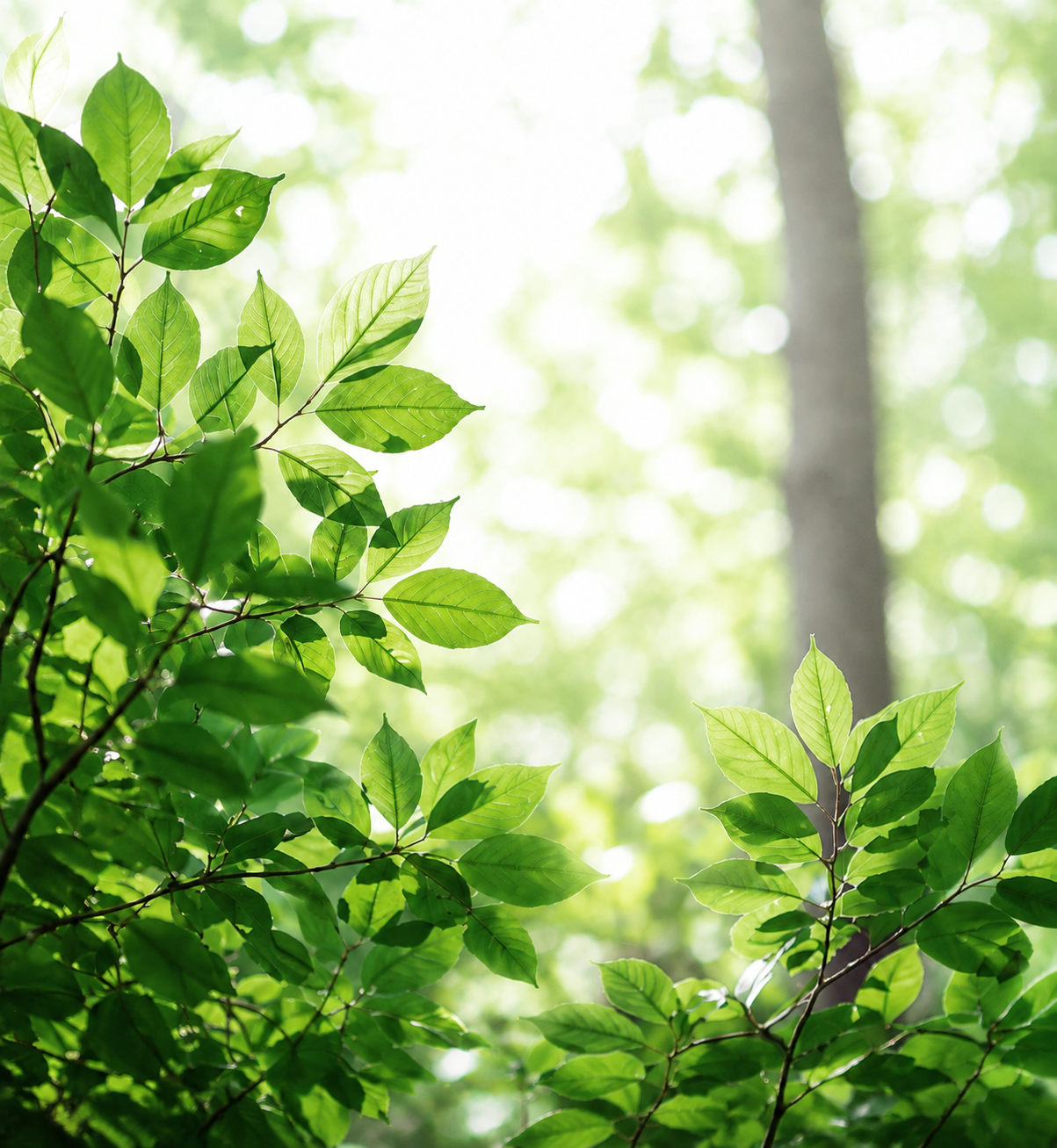 Fresh green leaves in soft sunlight